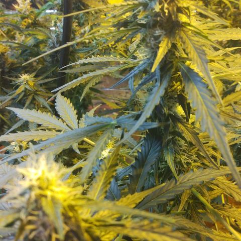 Lemon Berry growlog timeline photo