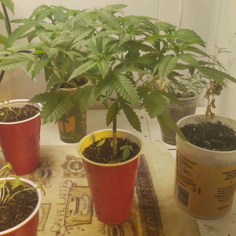 Royal Kush growlog timeline photo
