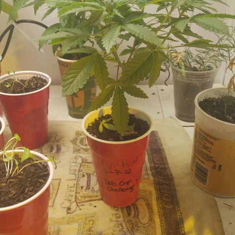 Royal Kush growlog timeline photo