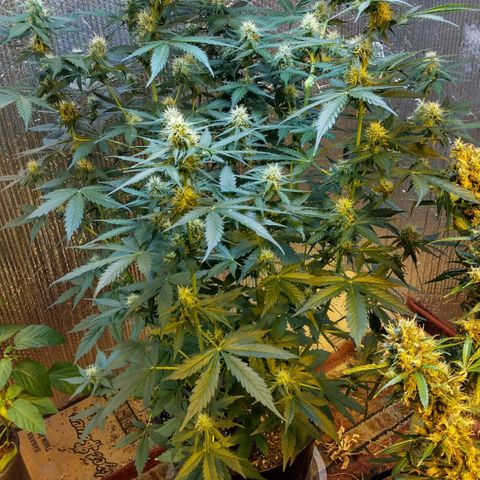 Lemon Berry growlog timeline photo