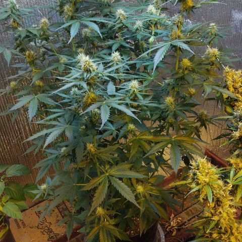 Lemon Berry growlog timeline photo
