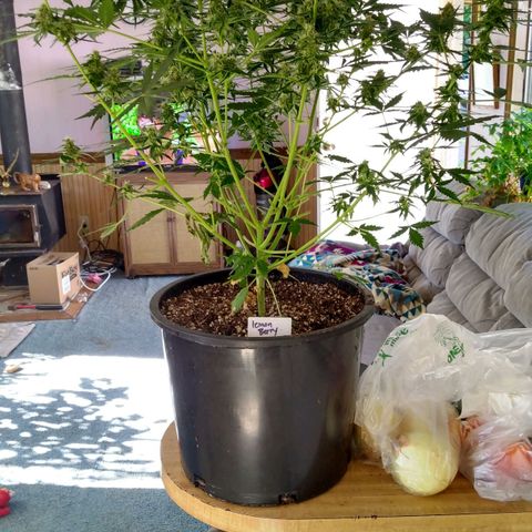 Lemon Berry growlog timeline photo