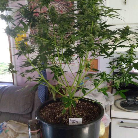 Lemon Berry growlog timeline photo