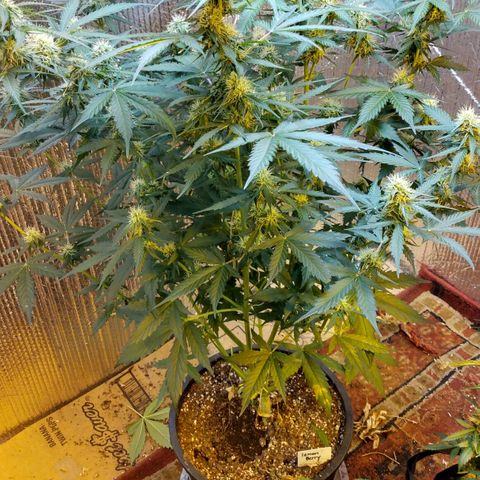Lemon Berry growlog timeline photo