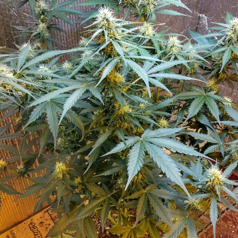 Lemon Berry growlog timeline photo