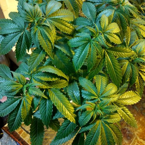 Royal Kush growlog timeline photo