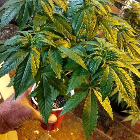 Royal Kush growlog timeline photo