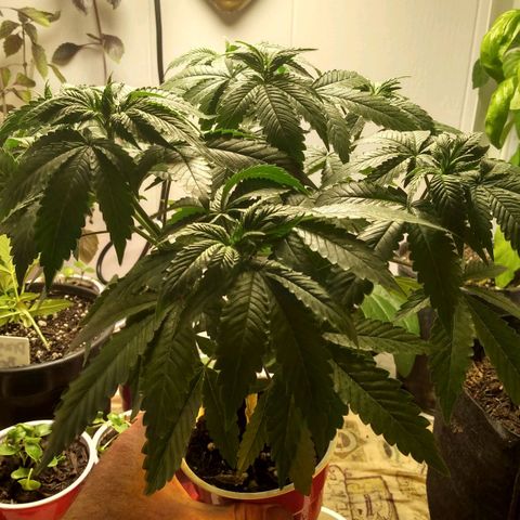 Royal Kush growlog timeline photo