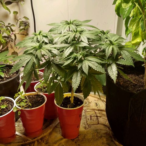Royal Kush growlog timeline photo
