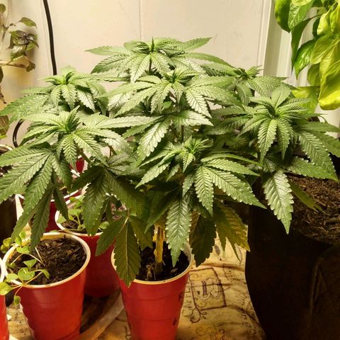 Royal Kush growlog timeline photo