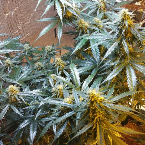 Lemon Berry growlog timeline photo