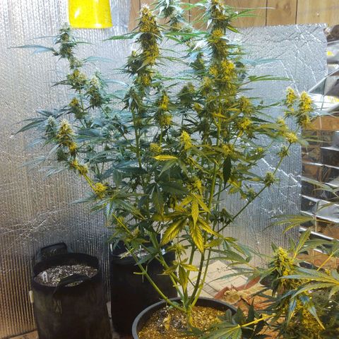 Lemon Berry growlog timeline photo