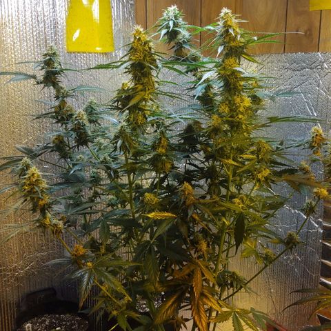 Lemon Berry growlog timeline photo
