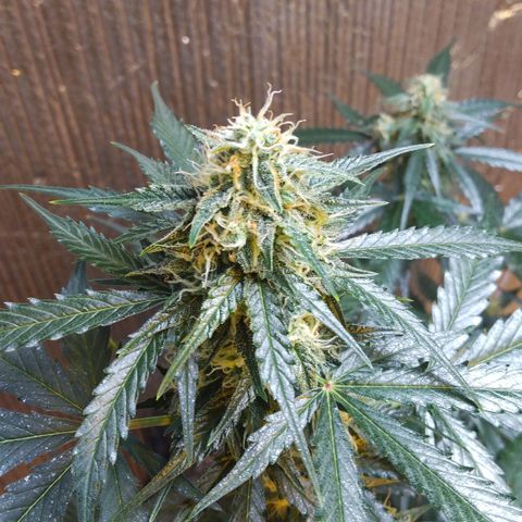 Lemon Berry growlog timeline photo