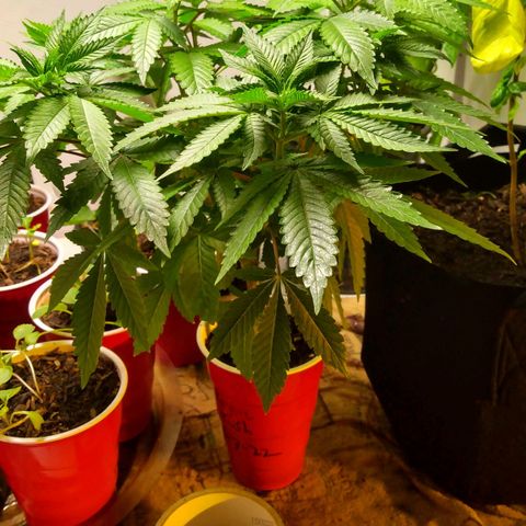 Royal Kush growlog timeline photo