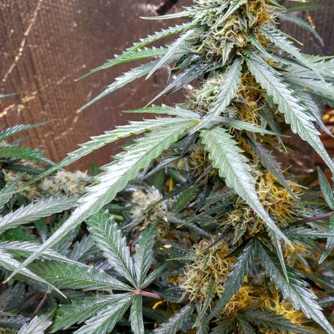 Lemon Berry growlog timeline photo
