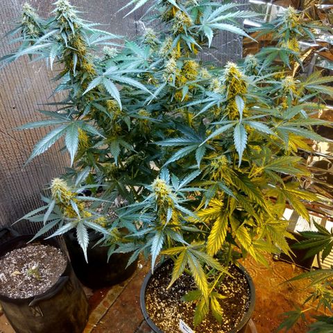 Lemon Berry growlog timeline photo
