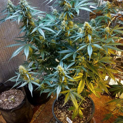 Lemon Berry growlog timeline photo