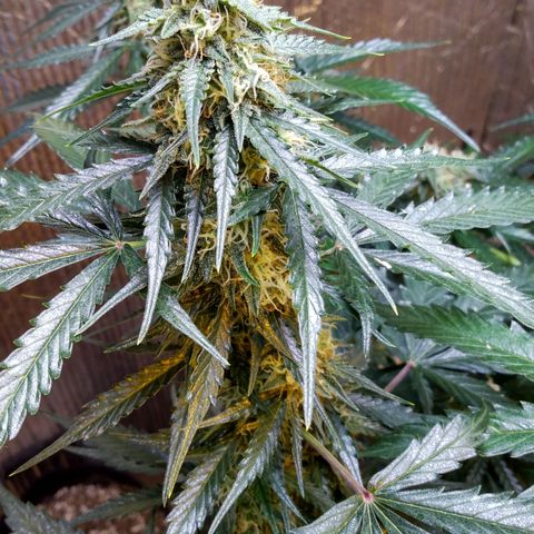 Lemon Berry growlog timeline photo