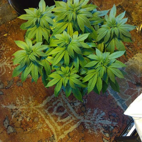 Royal Kush growlog timeline photo