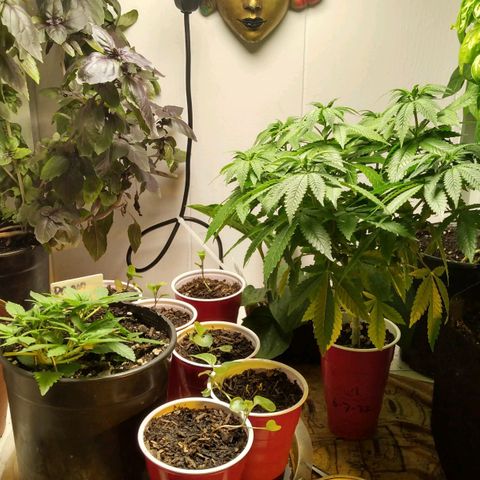 Royal Kush growlog timeline photo