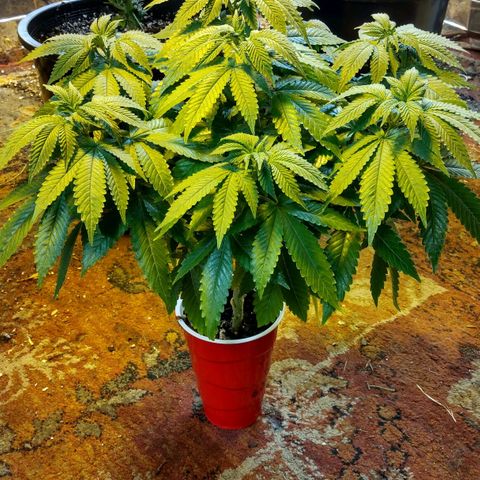 Royal Kush growlog timeline photo