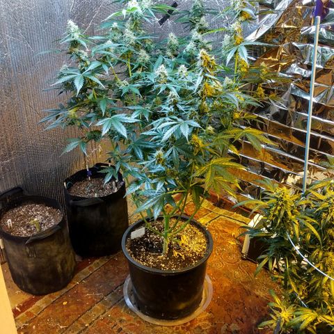 Lemon Berry growlog timeline photo