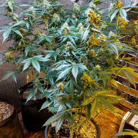 Lemon Berry growlog timeline photo