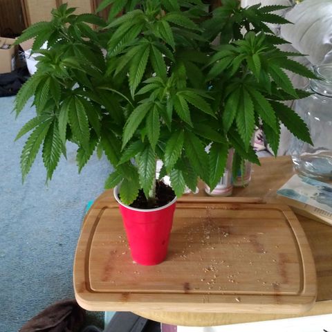 Royal Kush growlog timeline photo