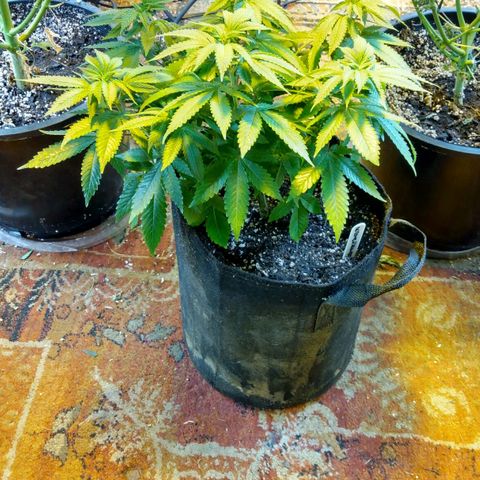 Royal Kush growlog timeline photo