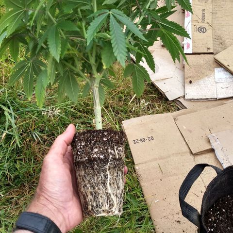 Royal Kush growlog timeline photo