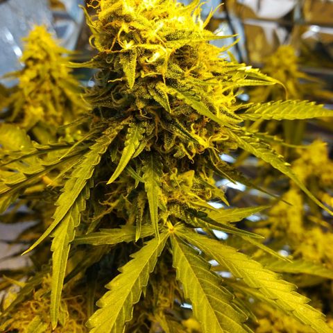 Lemon Berry growlog timeline photo