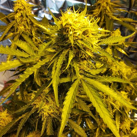 Lemon Berry growlog timeline photo