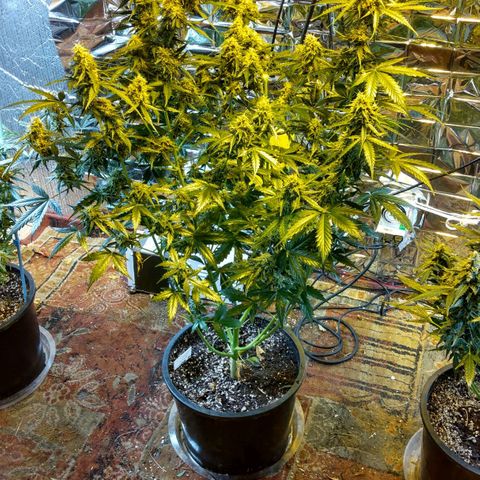 Lemon Berry growlog timeline photo