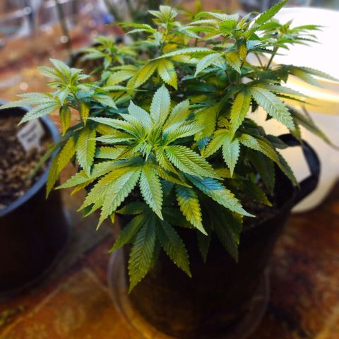 Royal Kush growlog timeline photo