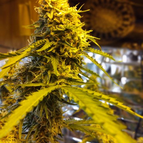 Lemon Berry growlog timeline photo