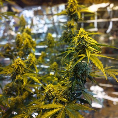 Lemon Berry growlog timeline photo