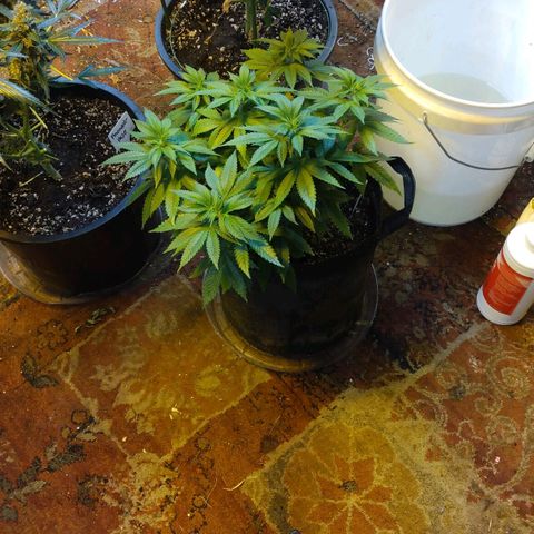 Royal Kush growlog timeline photo