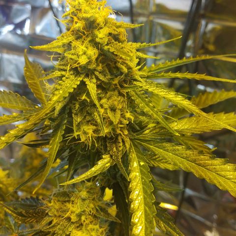 Lemon Berry growlog timeline photo