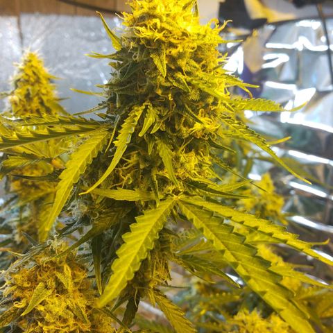 Lemon Berry growlog timeline photo