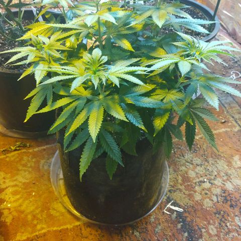 Royal Kush growlog timeline photo