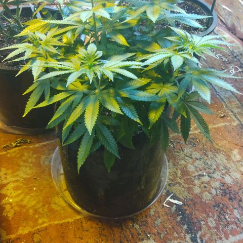 Royal Kush growlog timeline photo