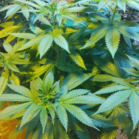 Royal Kush growlog timeline photo