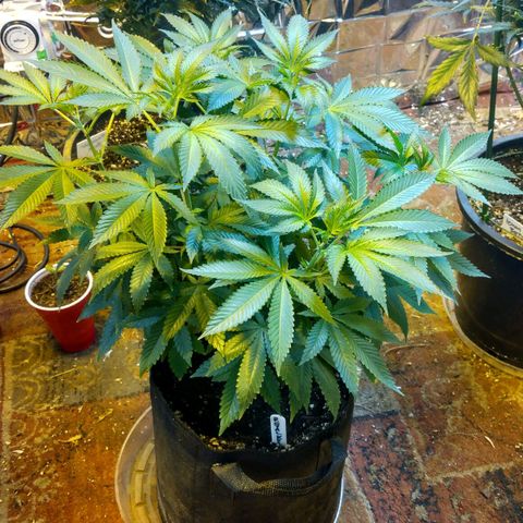 Royal Kush growlog timeline photo