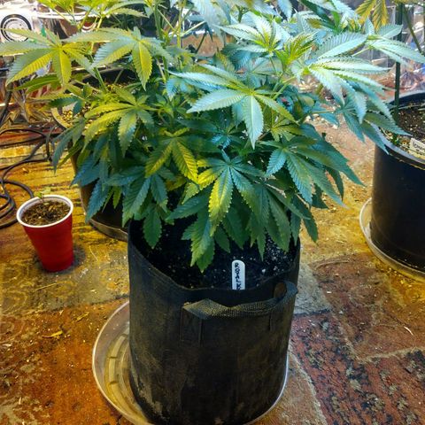 Royal Kush growlog timeline photo