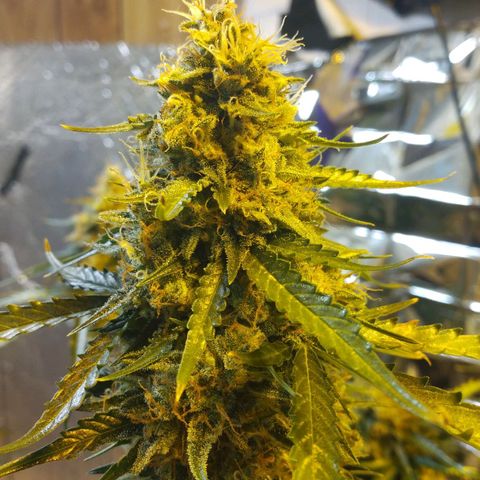Lemon Berry growlog timeline photo