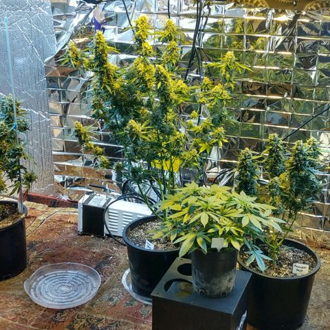 Lemon Berry growlog timeline photo