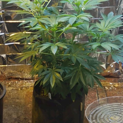 Royal Kush growlog timeline photo