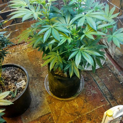 Royal Kush growlog timeline photo