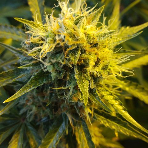 Lemon Berry growlog timeline photo